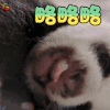 萌宠 熊猫 略略略 撩人 soogif soogif出品
