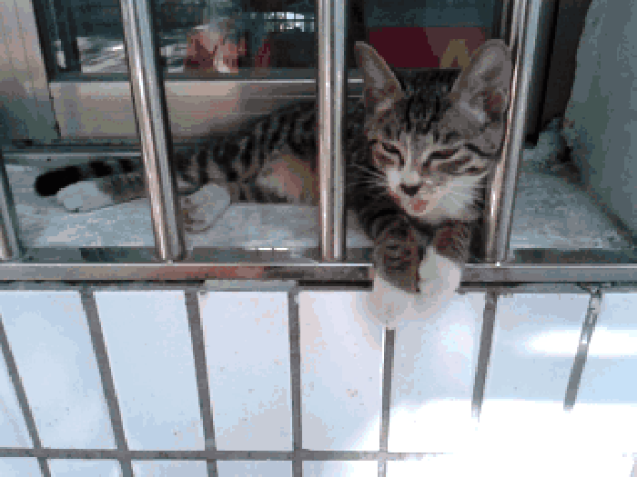 猫咪 笼子 可怜 可爱