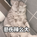 悲伤辣么大 猫 伤心