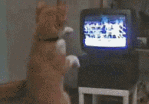 狗狗 看电视 拳击 投入
