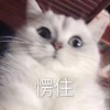 萌宠 猫星人 愣住 惊呆了 搞怪 逗