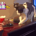喵星人 搞笑 可爱 萌宠 猫咪