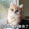 萌宠 猫星人 我的心真的受伤了 难过 呆萌 可爱