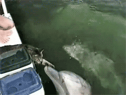 猫 接吻 家庭视频 动物 坦克 海豚