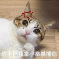 小拳拳 猫 锤你