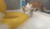 搞笑 萌宠 猫
