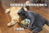 锁住狗管理的头 少侠饶命 猫猫 打架