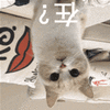 在 猫 蒙圈 搞怪 可爱