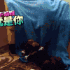 猫 喵星人 搞笑 萌宠 可爱