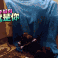 猫 喵星人 搞笑 萌宠 可爱