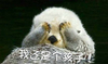 水獭 动物 可爱 我还是个孩子