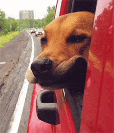 狗狗 兜风 坐车 可爱