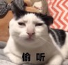 萌宠 喵星人 偷听 我来听听你们在说什么 憨憨 搞怪