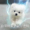 萌宠 汪星人 自带特效的靓仔登场 我来了 呆萌 可爱