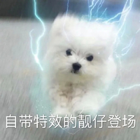 萌宠 汪星人 自带特效的靓仔登场 我来了 呆萌 可爱