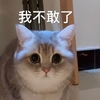 萌宠 喵星人 我不敢了 下次不会了 可爱 呆萌