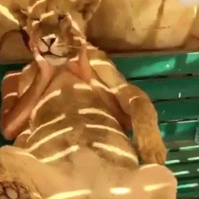 二哈 狗狗 汪星人 萌宠 可爱