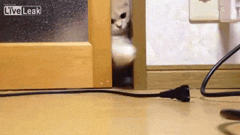 猫猫 萌宠 卖萌 搞笑