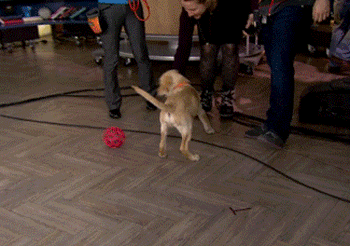 狗狗 动物 玩球 可爱