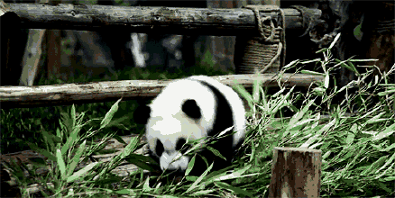 熊猫 可爱 竹子 国宝
