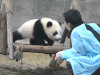熊猫 背 亲密 萌化了 天然呆 动物 panda