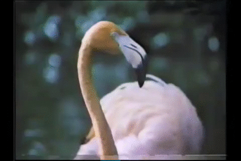 火烈鸟, 80年代 ,佛罗里达 ,热带