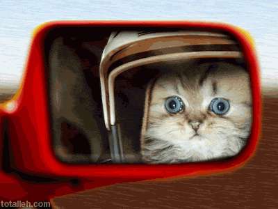 汽车 后视镜 猫咪 惊讶