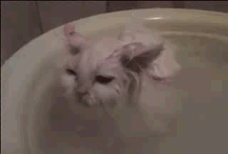 猫咪 洗澡 搞笑