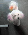 狗狗 五颜六色 大眼睛  白毛