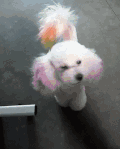 狗狗 五颜六色 大眼睛  白毛