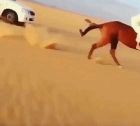 骑马 沙漠 奔驰 狂野