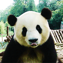 熊猫 可爱 伸舌头