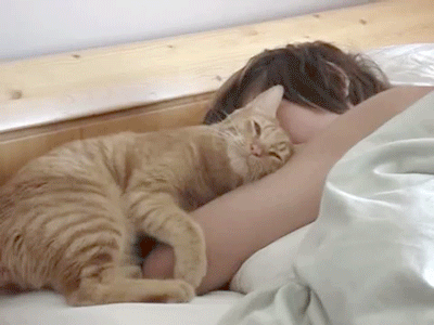 猫 床 snuggler
