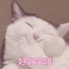 萌宠 猫星人 好好笑啊 哈哈哈 搞怪 呆萌