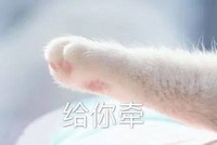 宝贝来和我牵手 猫咪 可爱 给你牵