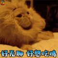 萌宠 猫咪 猫 吃鸡 好无聊 好想吃鸡 soogif soogif出品