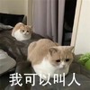 萌宠 猫星人 我可以叫人 你给我等着 呆萌 可爱
