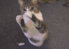 萌宠 喵星人 猫 拜托 吃货