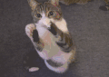 萌宠 喵星人 猫 拜托 吃货