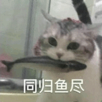 猫 鱼 同归于尽