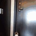 猫咪 可爱 萌宠 玩耍