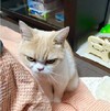 喵星人 可爱 搞笑 怒气 给你个眼神