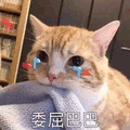 萌宠 猫 喵星人 委屈巴巴