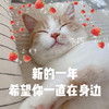萌宠 猫星人 新的一年 希望你一直在身边 搞怪 逗