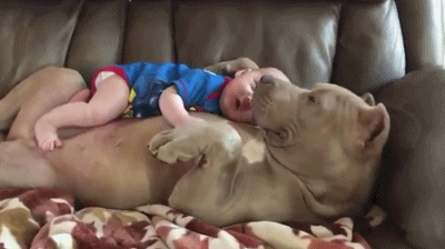 可爱  毛茸茸   搞怪    狗狗