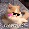 萌宠 猫星人 老子的爱 收好 呆萌 可爱