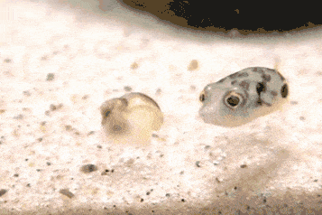 鱼儿 海螺 游动 海底世界