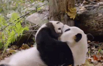 熊猫 宝宝 亲吻 爱你