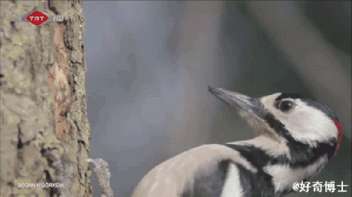 树木 啄木鸟 动态 鸟类