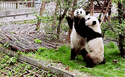 国宝 熊猫 吃食物 争抢